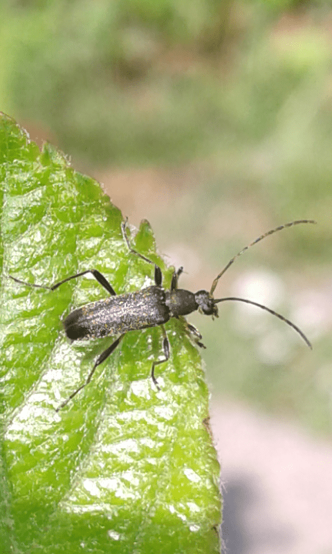 Cerambycidae: Grammoptera ruficornis